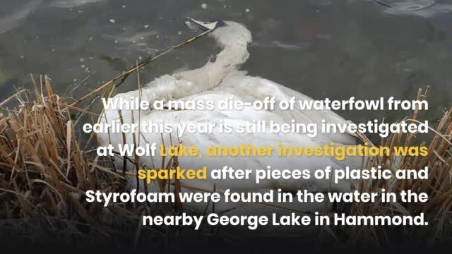 WATCH NOW: Officials, environmental agencies continue investigation of 2 Hammond lakes - Vimarsana News