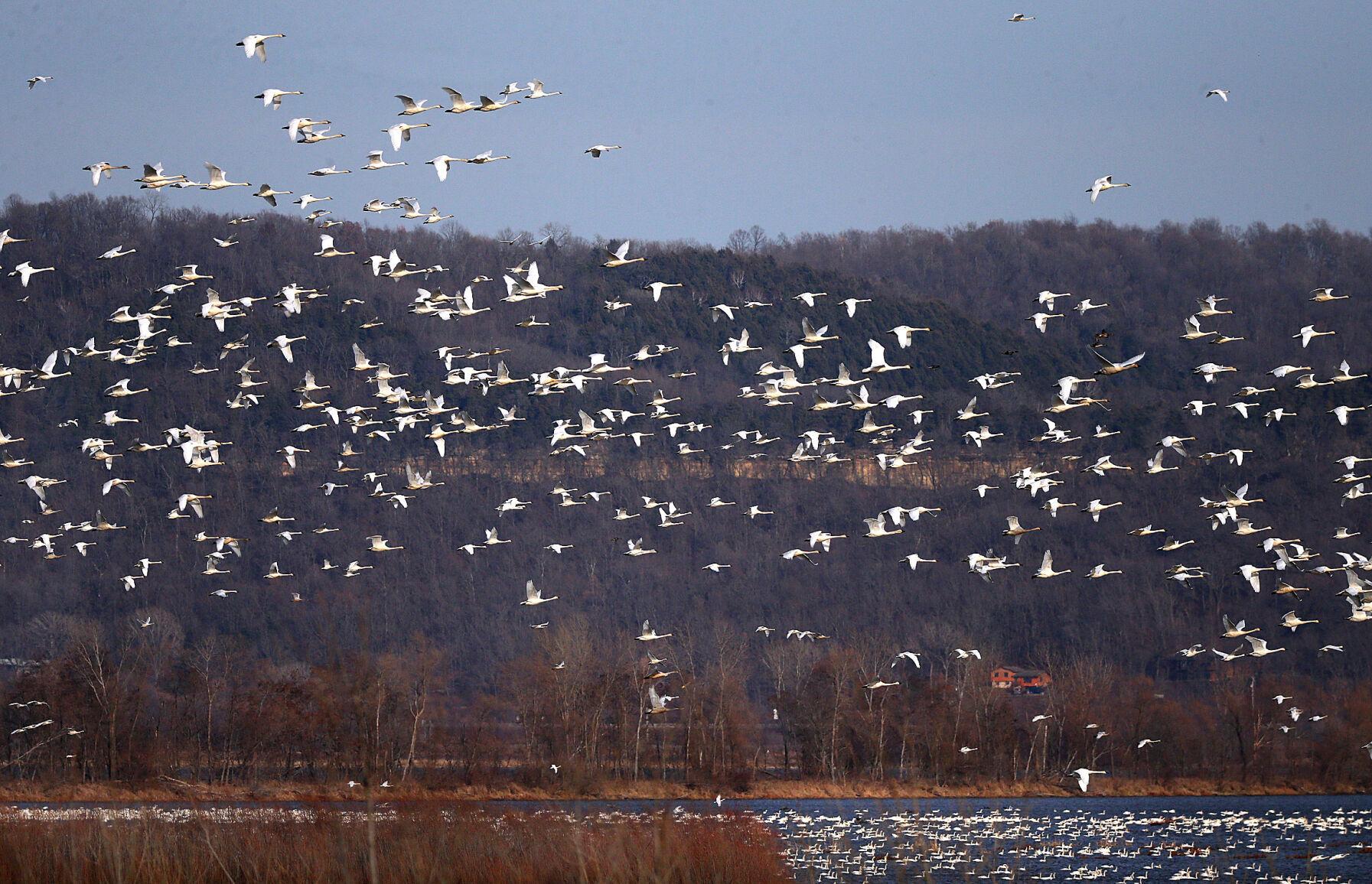IN PHOTOS: Tundra swans migrate down the Mississippi | State and ...
