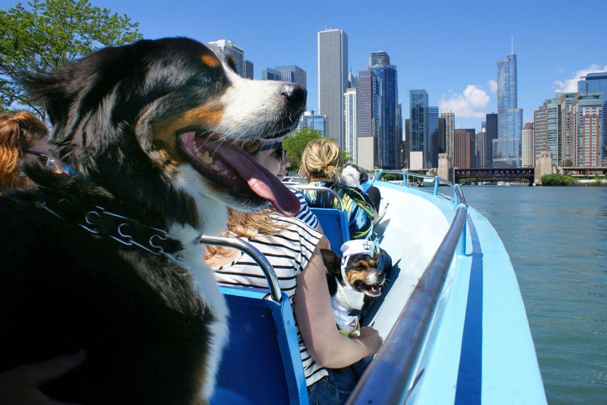 dog friendly cruises chicago