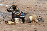 Service animals
