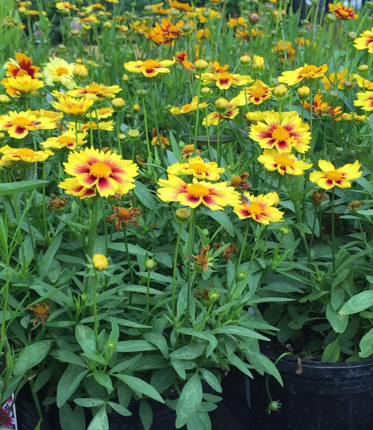 5 plants that are blooming right now in Region | Home ...