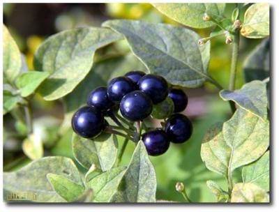 Herbal Healer What Is Black Nightshade Healthy Living