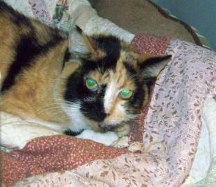 Cissy
