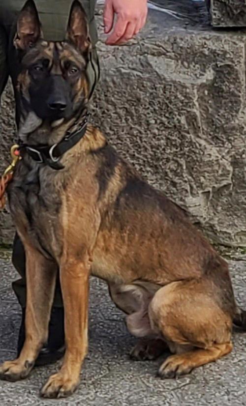 K-9 wounded in officer involved shooting in Gary, sheriff says