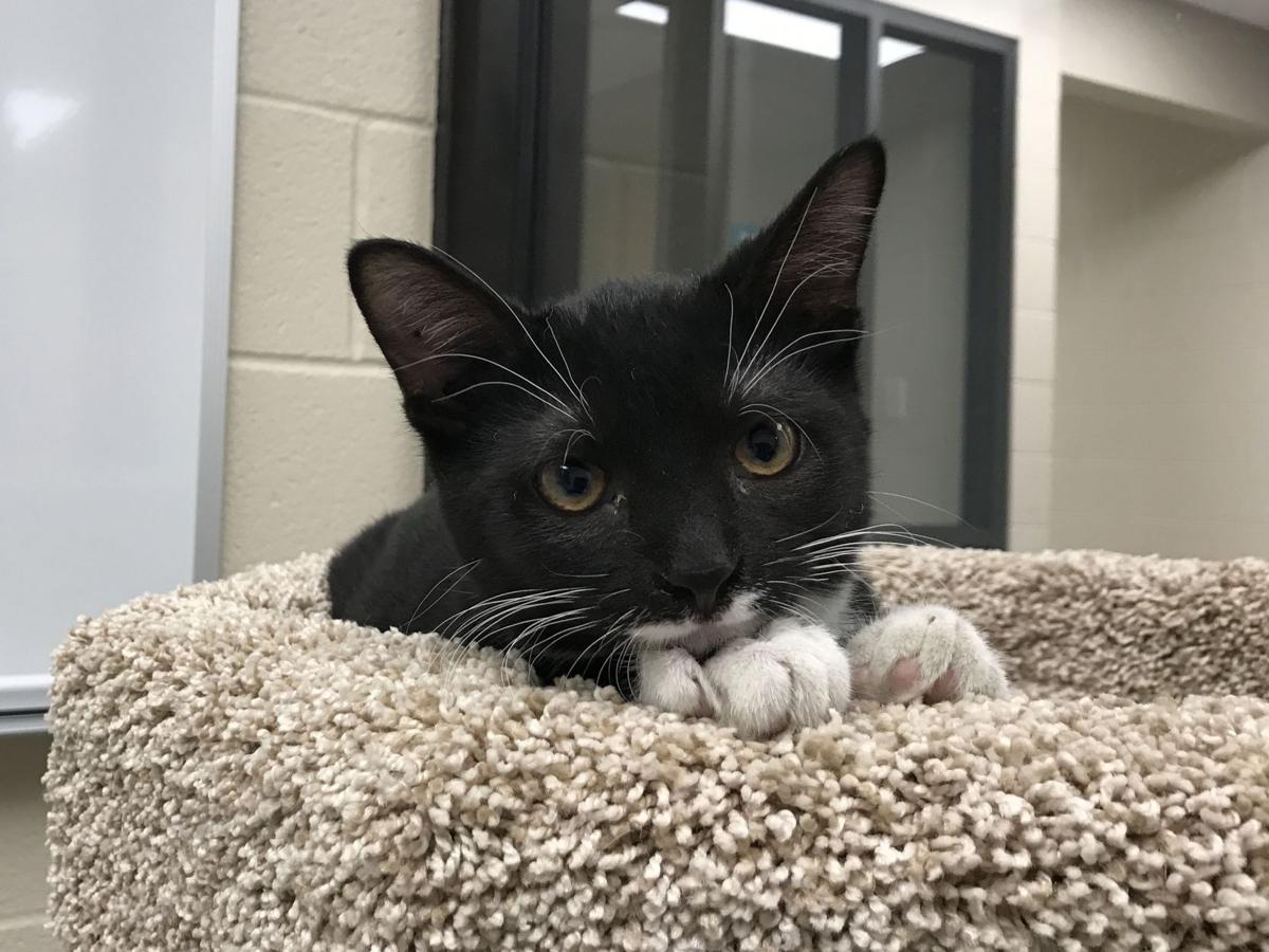 A Doggone Happy Day At New Animal Shelter Government And Politics Nwitimes Com