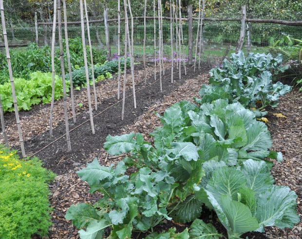 Gardening Fall Veggies
