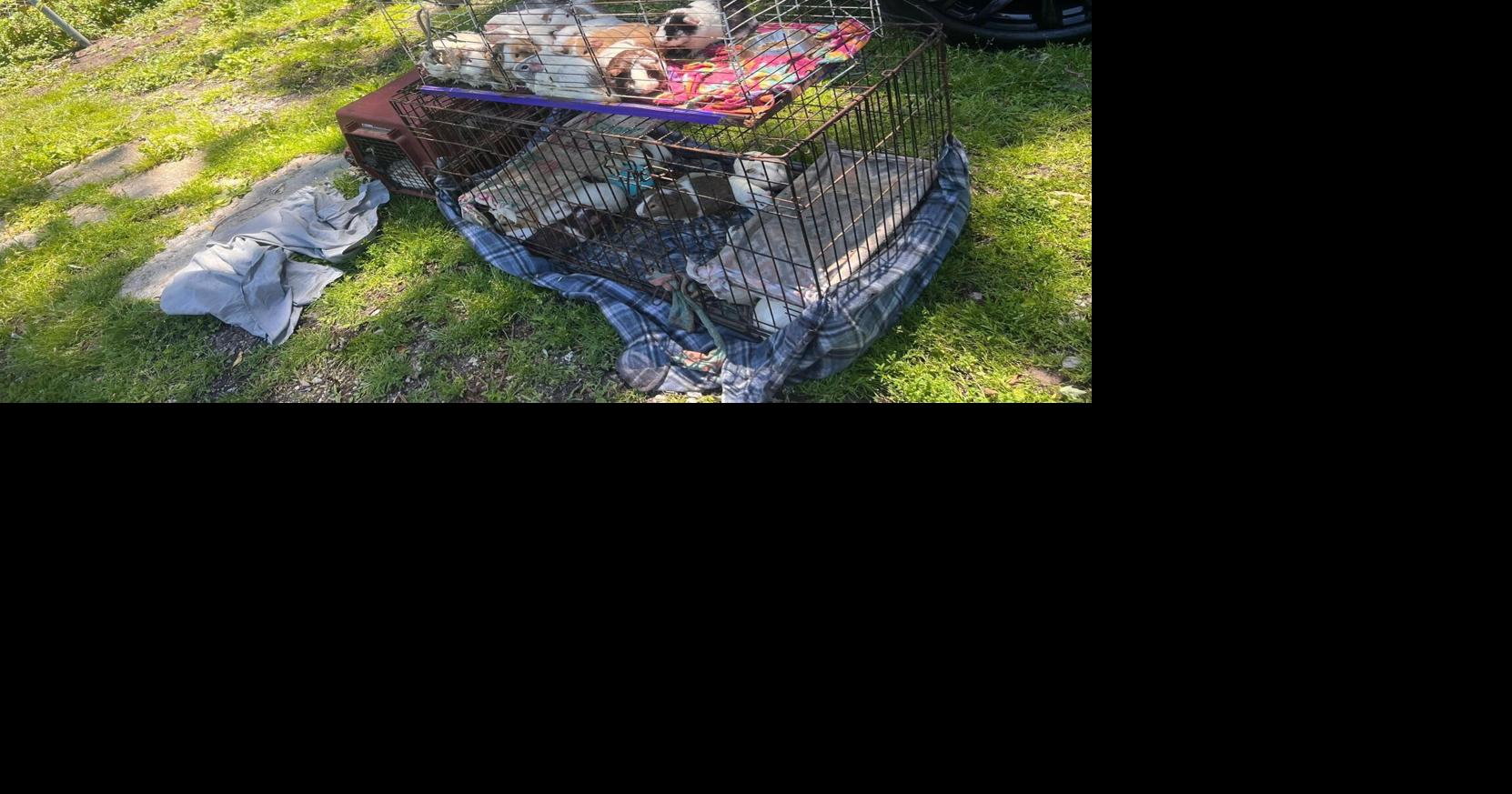 Hobart animal control seizes 70-plus guinea pigs, bunny