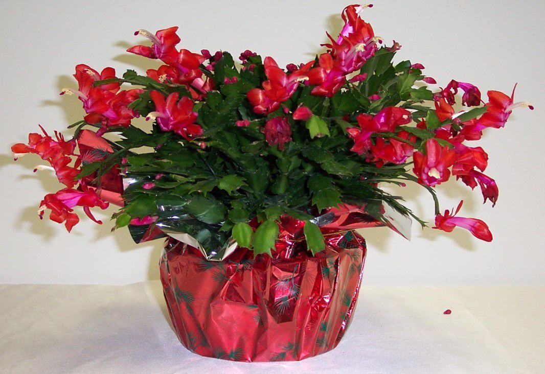 Traditional or trendy, fresh flowers make the festivities sing