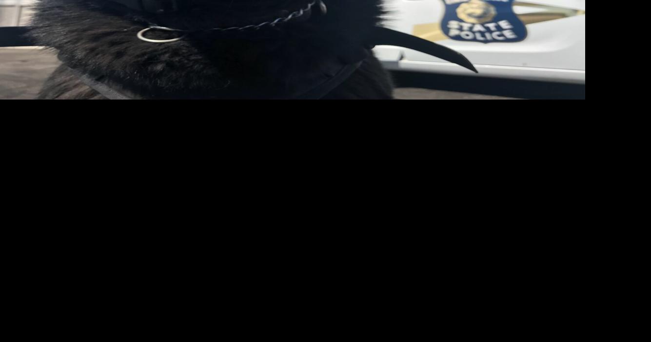 Retired police K-9 Boomer dies after eight years protecting Indiana communities