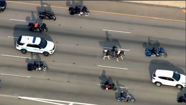 Horse gallops down Dan Ryan Expressway, leading to two arrests
