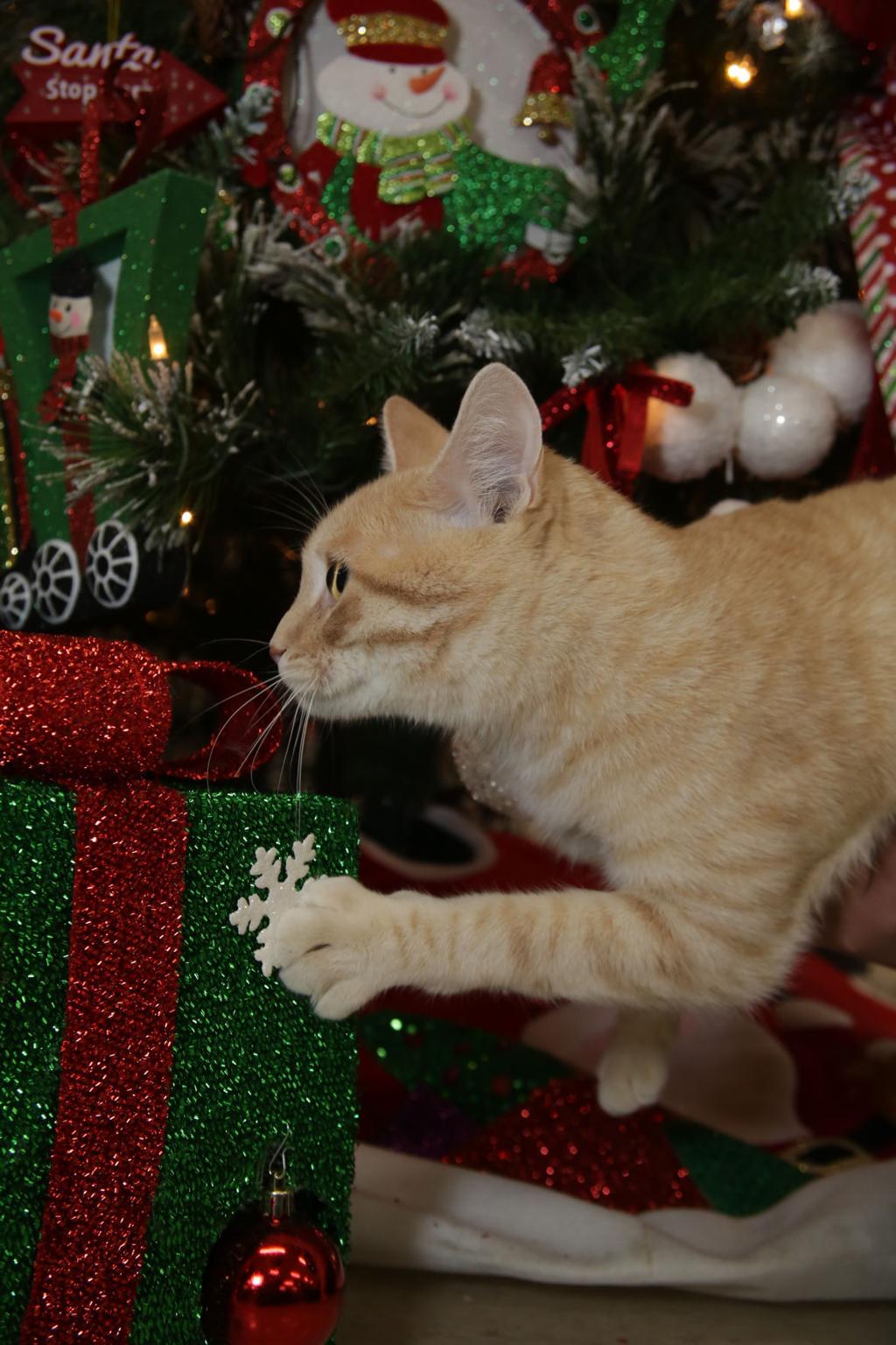 How To Keep Your Pets Safe From Christmas Decorations Foods And Foliage Health Care Nwitimes Com