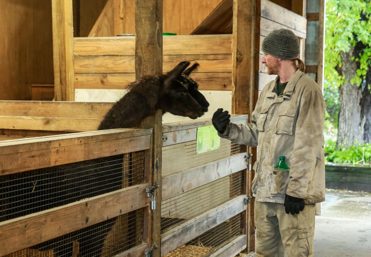 Washington Park Zoo animals on 'staycation' | Michigan City News