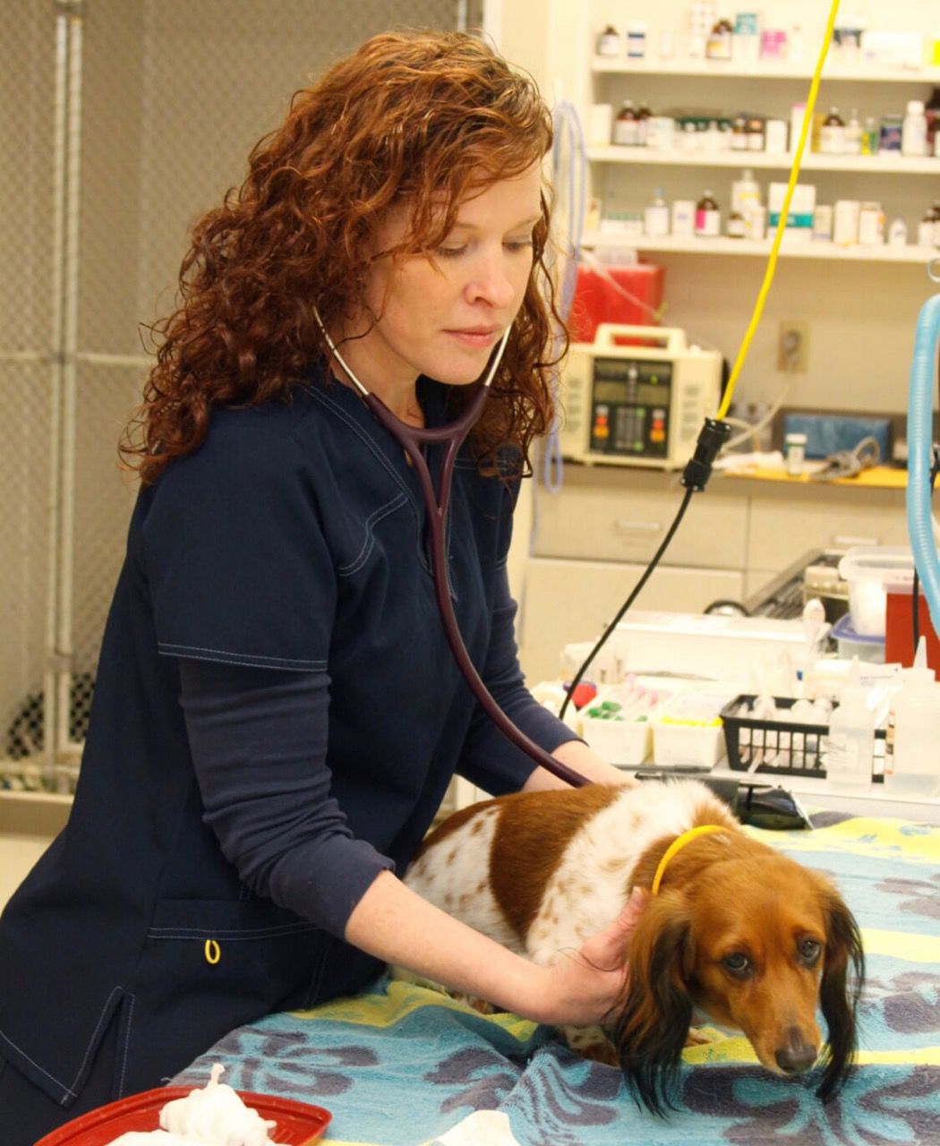 Local veterinarian offers helpful tips to keep pets safe during summer