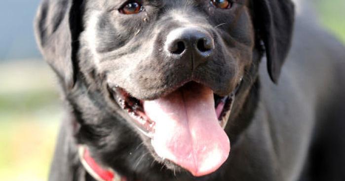 Illinois Fire Marshal Gets New Arson Dog South Suburban News Illinois Fire Marshal Gets New Arson Dog South Suburban News