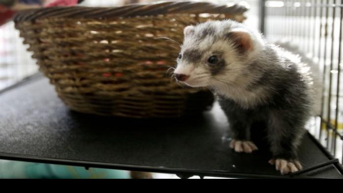 Owners say ferrets are pets, officials say pest | Pets ...