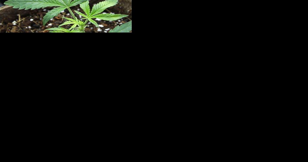 Drug charge filed after South Dakota seniors consume marijuana brownies - Vimarsana News