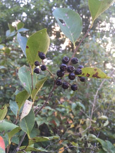 Will County chokeberry seeds getting their closeup in genetic preservation program