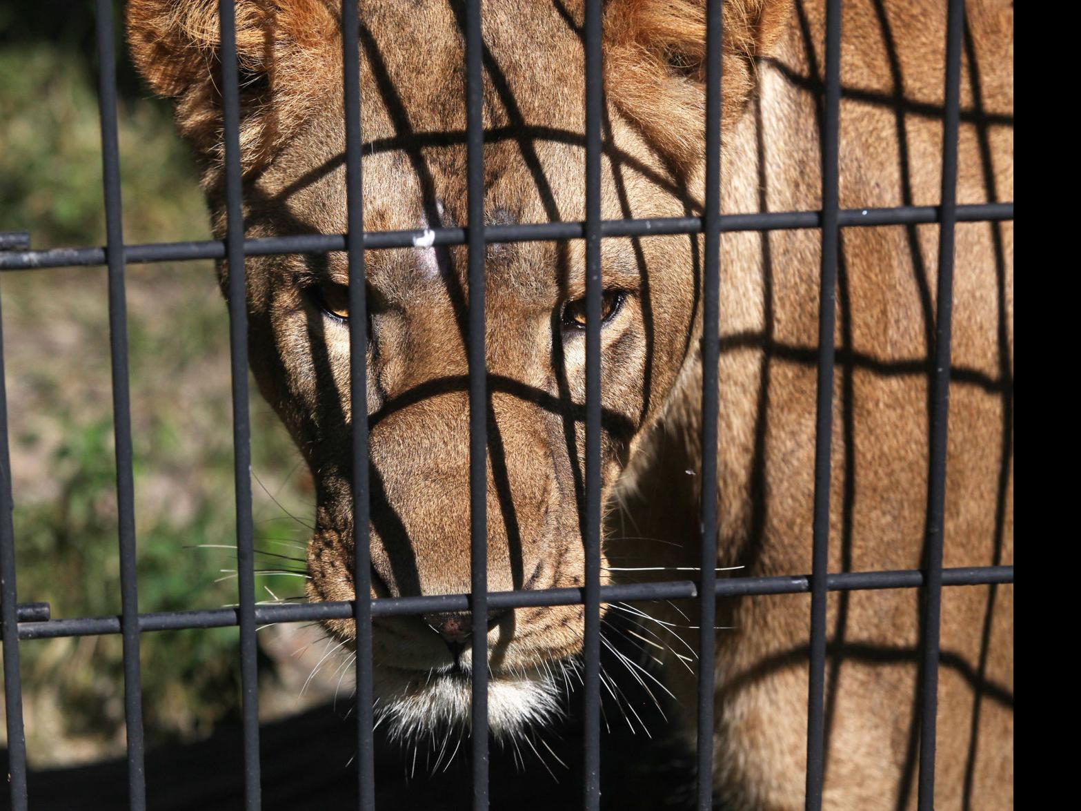 African Lions Again Roam Michigan City Zoo Laporte County News Nwitimes Com