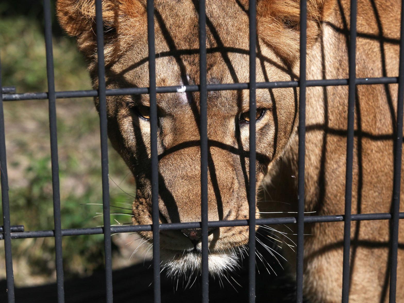 African Lions Again Roam Michigan City Zoo Laporte County News Nwitimes Com