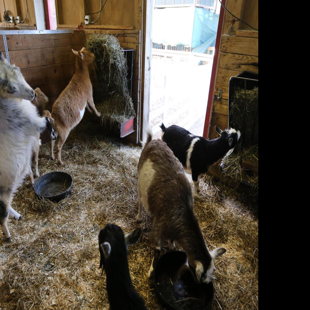Michigan City Zoo Getting More Animals Laporte County News Nwitimes Com