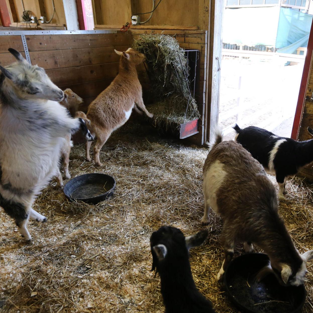 Michigan City Zoo Getting More Animals Laporte County News Nwitimes Com