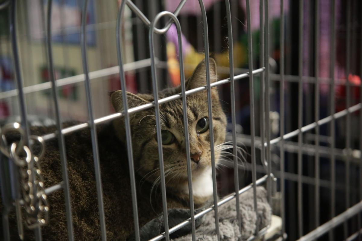 Hobart S Feline Community Network Raising Donations In Preparation