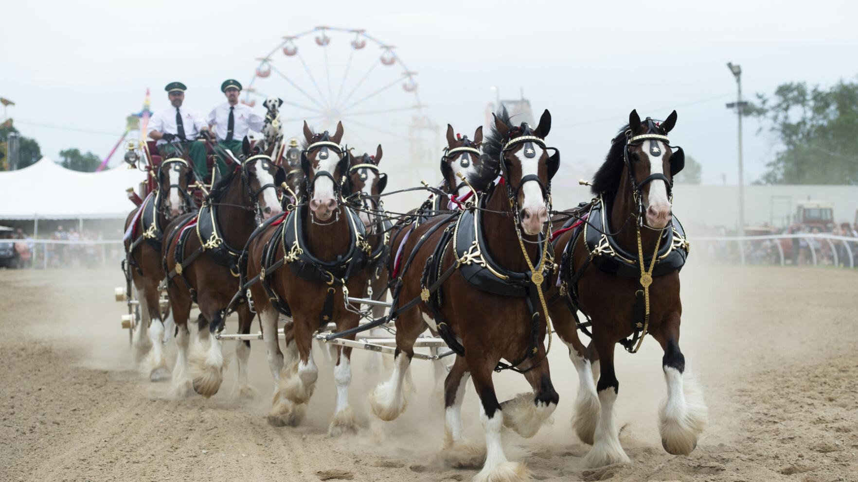 Clydesdales put on show for opening day of LaPorte County Fair - Vimarsana News