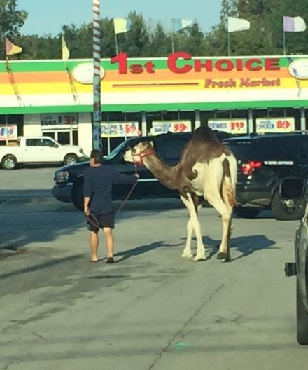 Pascha The Camel Is Captured Pascha The Camel Is Captured