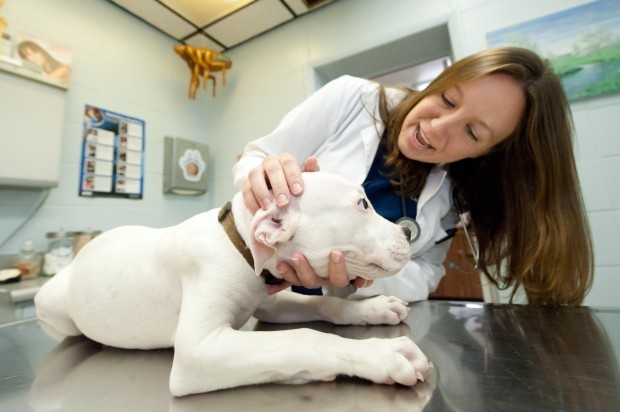 Parvo A Deadly Preventable Dog Disease On Rise Hammond News Nwitimes Com