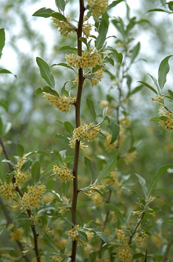 Autumn Olive