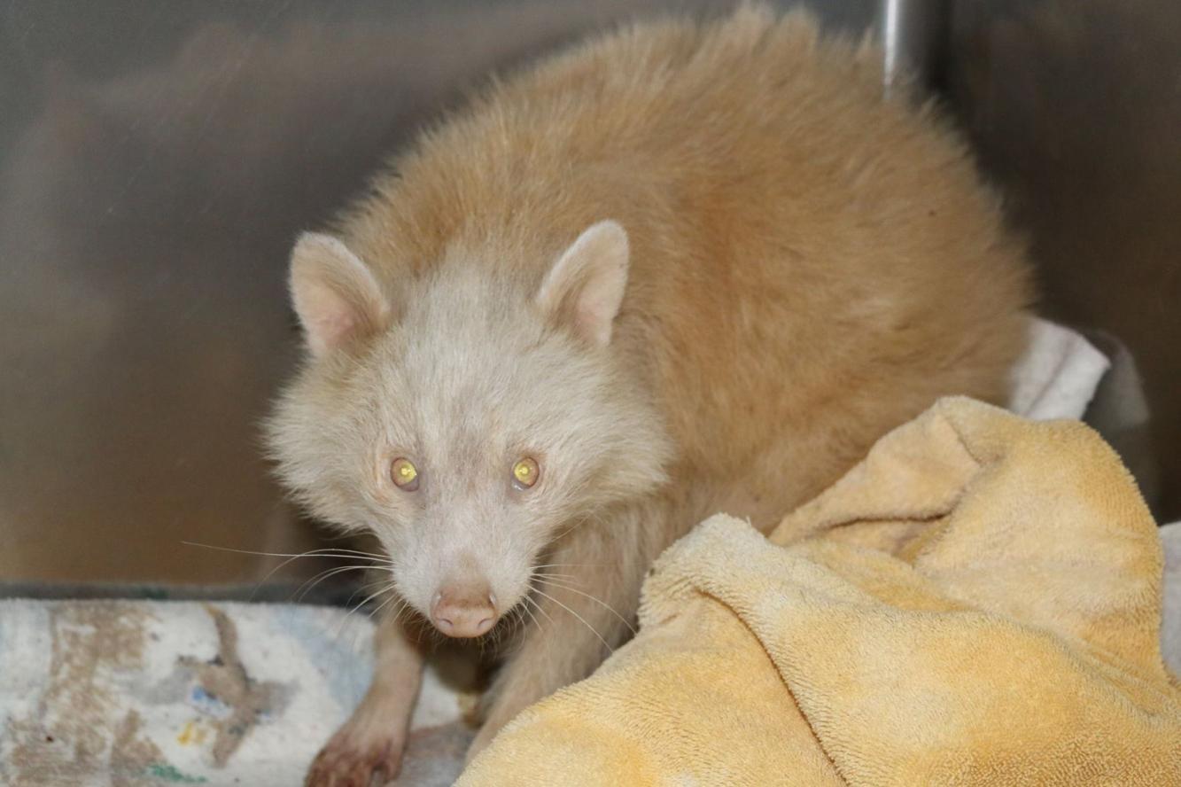 Rare Albino Raccoon Recovering In Wildlife Center 