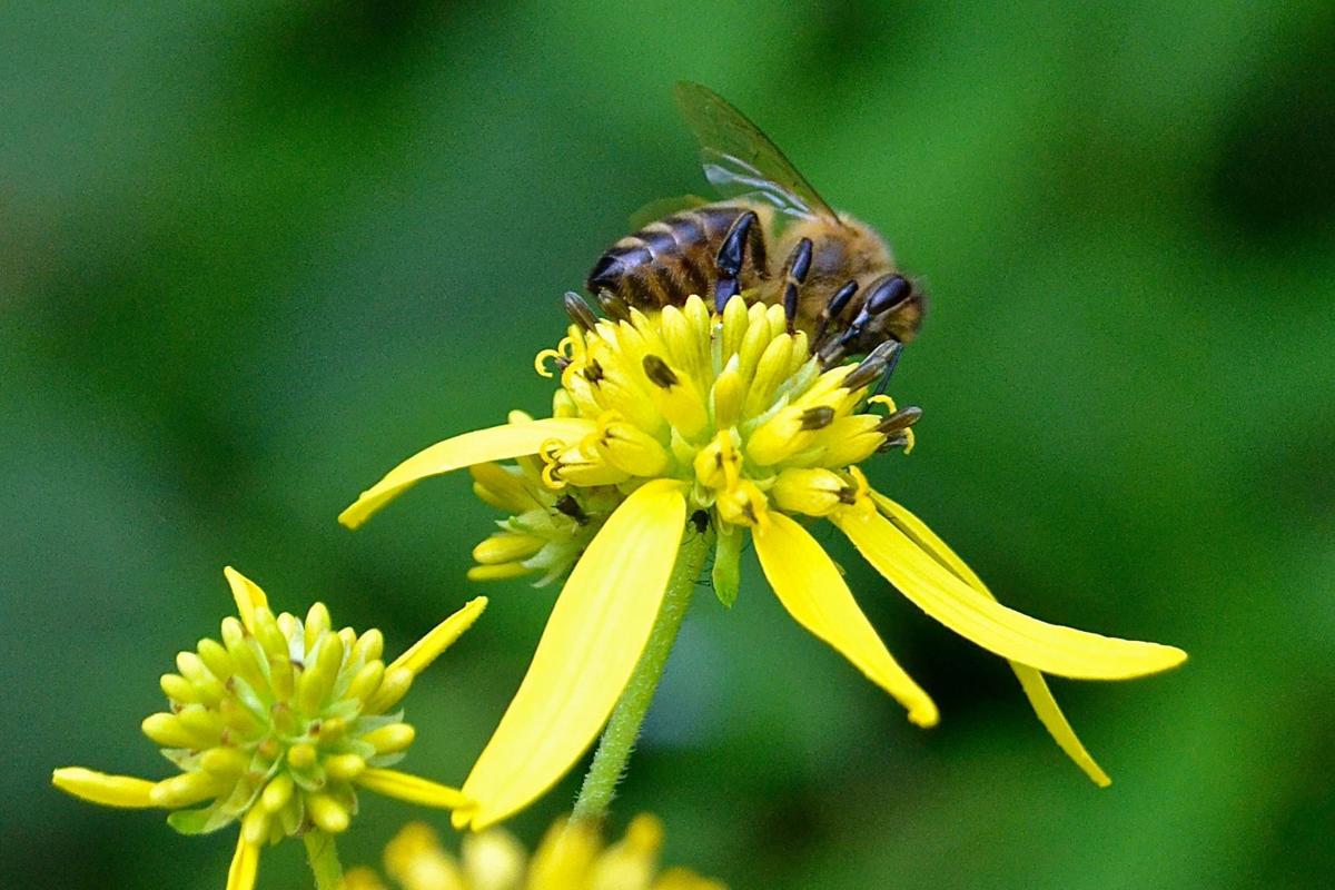 Things to do Bee hotel