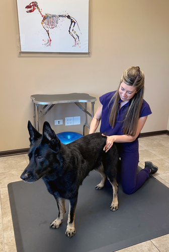 Chiropractic care can help pets with everything from injuries to age-related issues