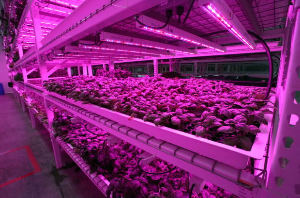 Green Sense Farms bring organic farming inside | Portage