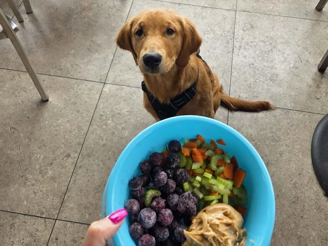 Dog-friendly Duneland | Danny Z's latest Region café to introduce pup menu