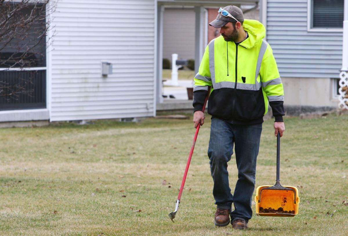 Someone's got to do it Professionals in Region will come pick up dog