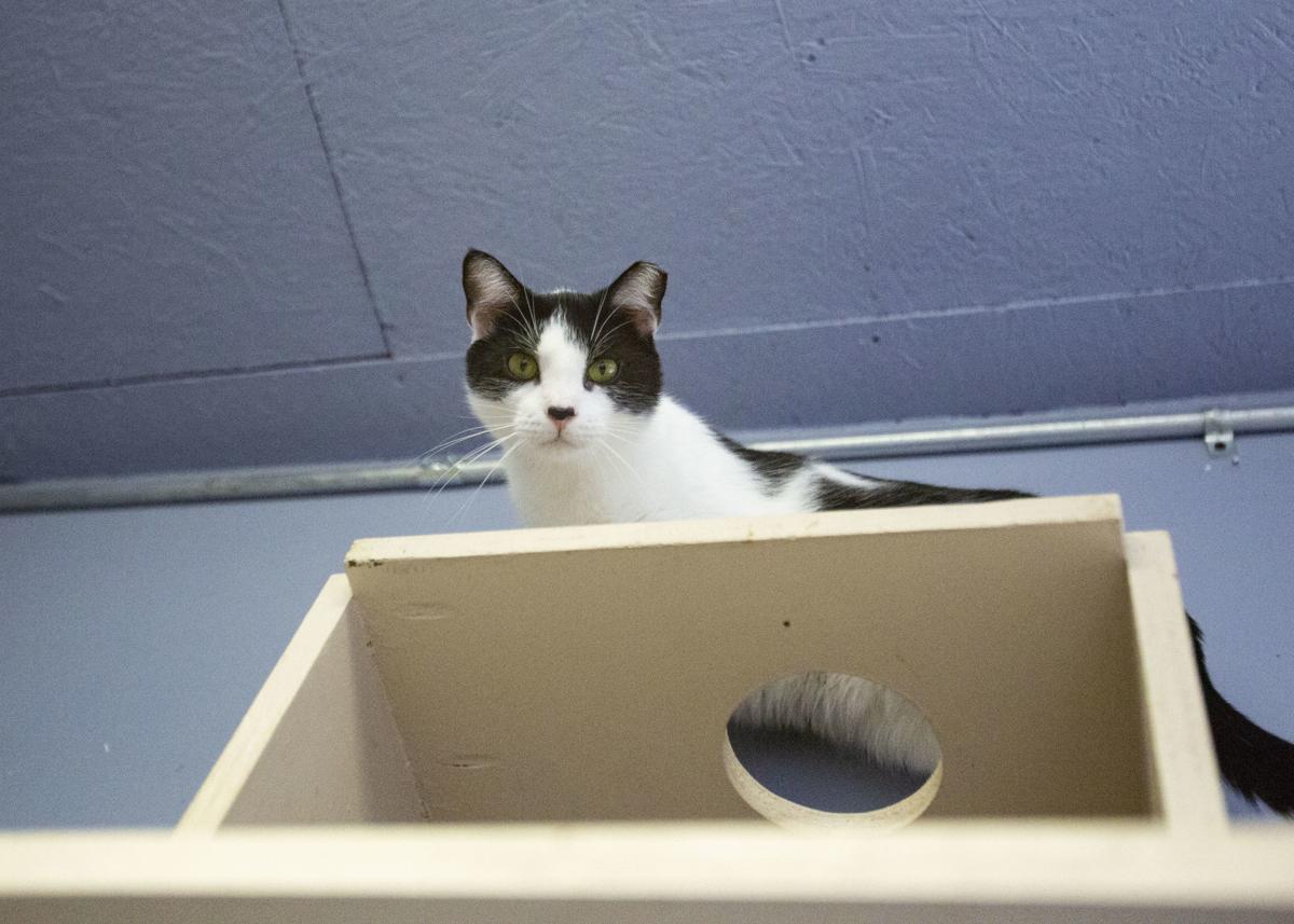 Woman Maintains Griffith Animal Shelter With Help From Volunteers