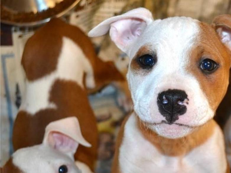 Lakeshore PAWS helps hundreds of dogs annually | IN Business ...