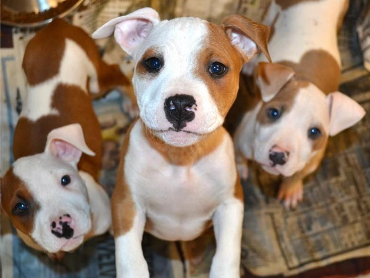 Lakeshore PAWS helps hundreds of dogs annually | IN Business ...