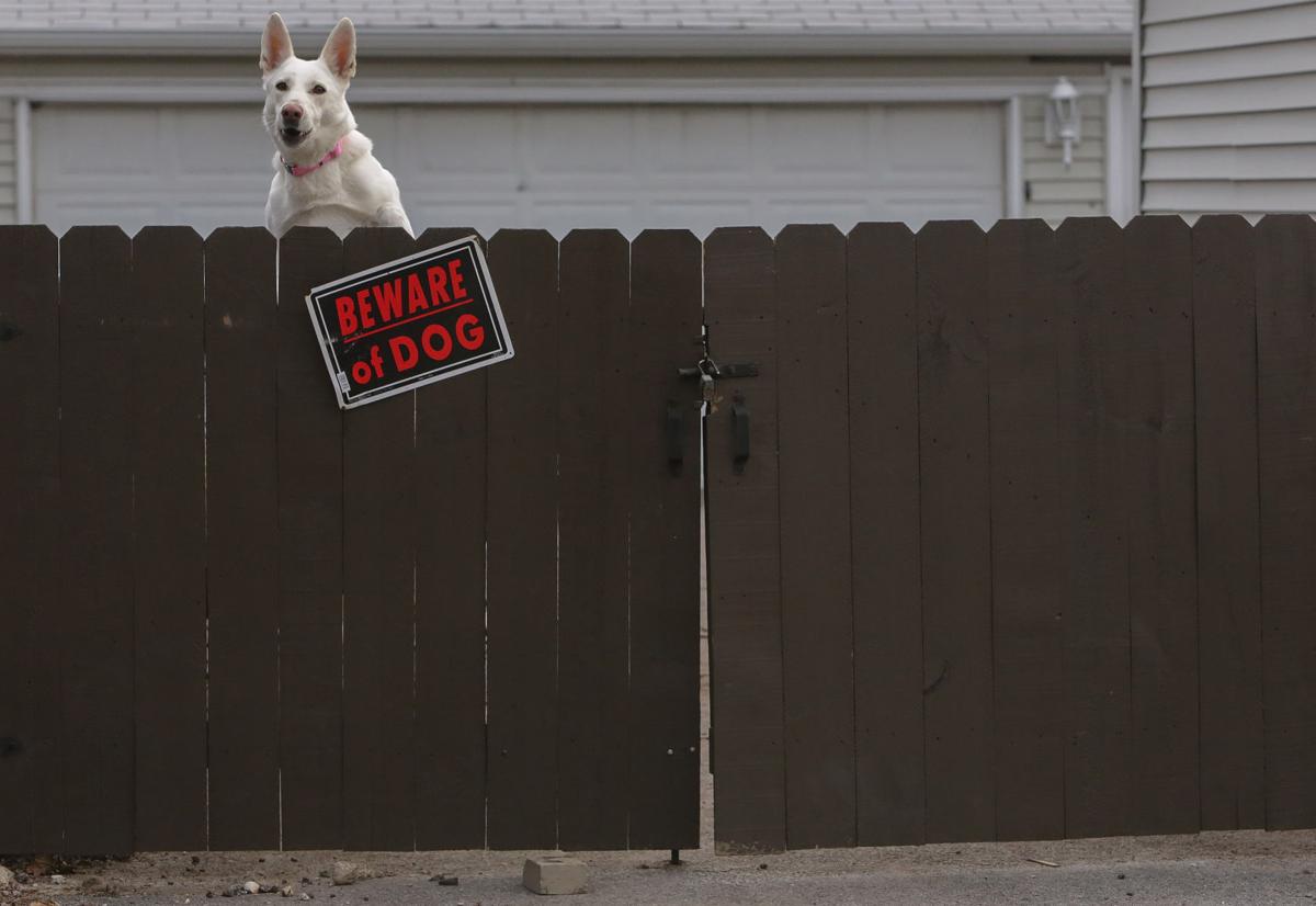 Beware of Dog