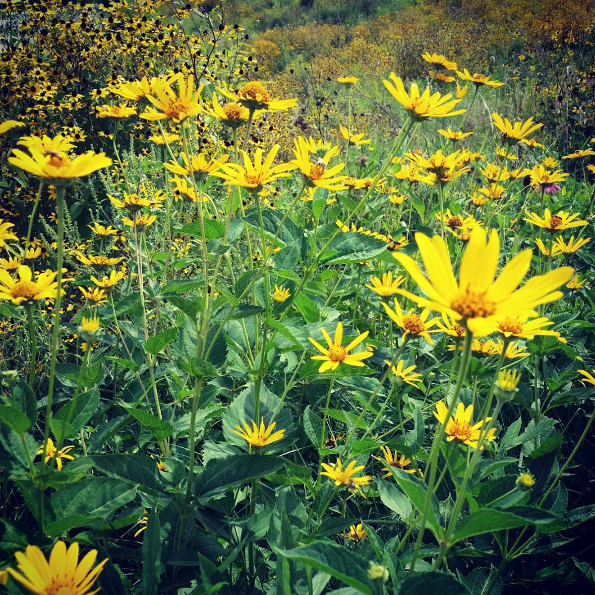 The Unnatural Born Athlete Crunch Time The Unnatural Born Athlete Nwitimes Com