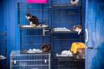 Animal facilities