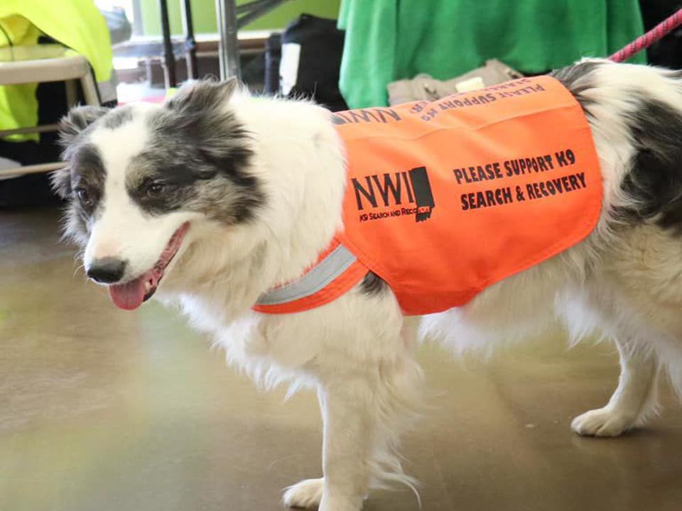 Nwi K9 Search And Recovery Helps Find 70 Year Old Man Missing In