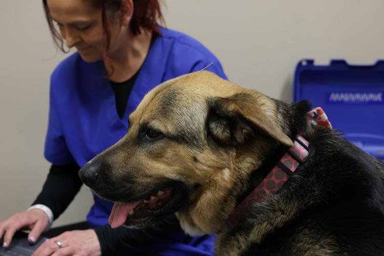 Chiropractic care can help pets with everything from injuries to age-related issues