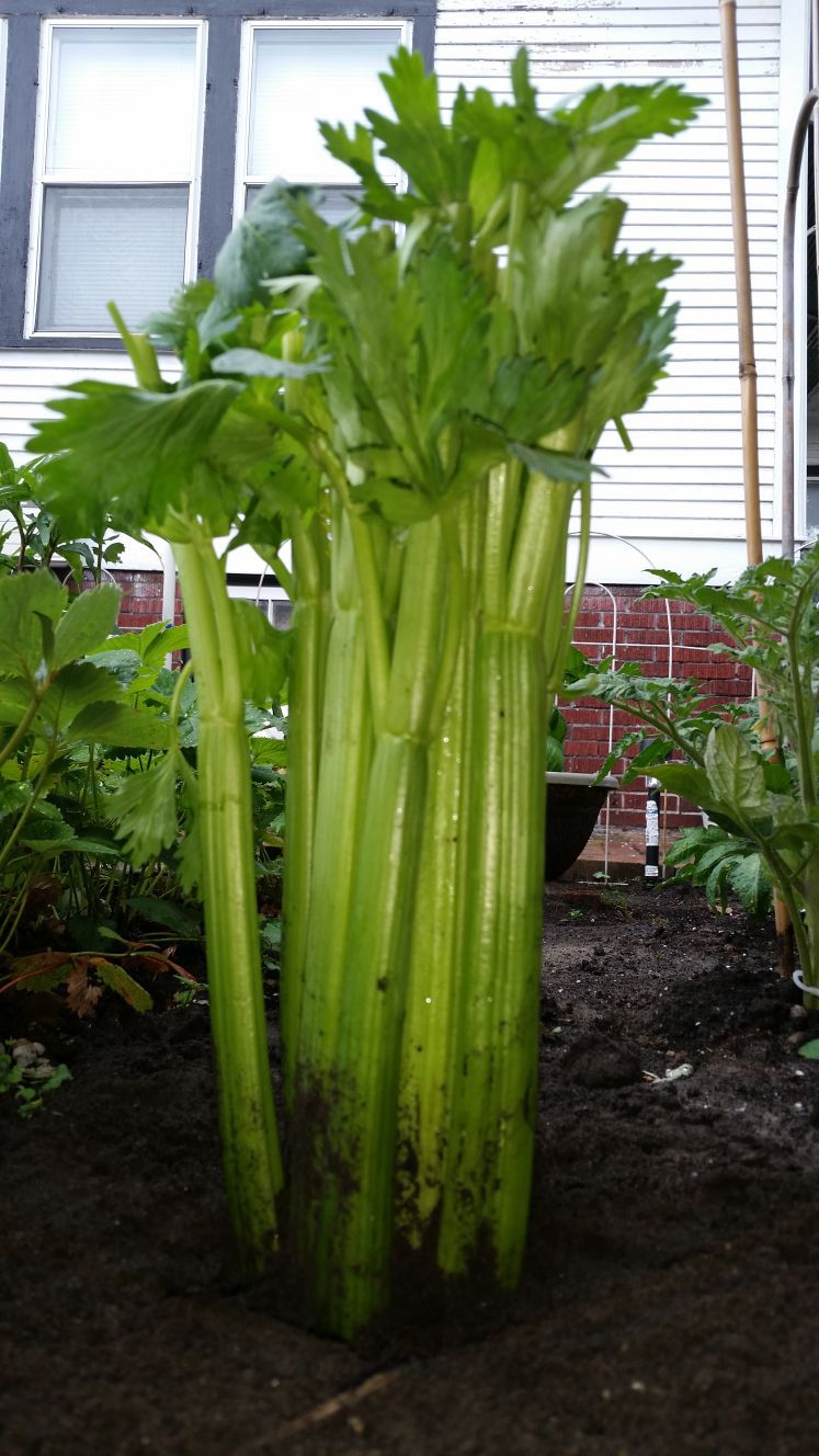 10 vegetables to grow in your garden Home and Garden