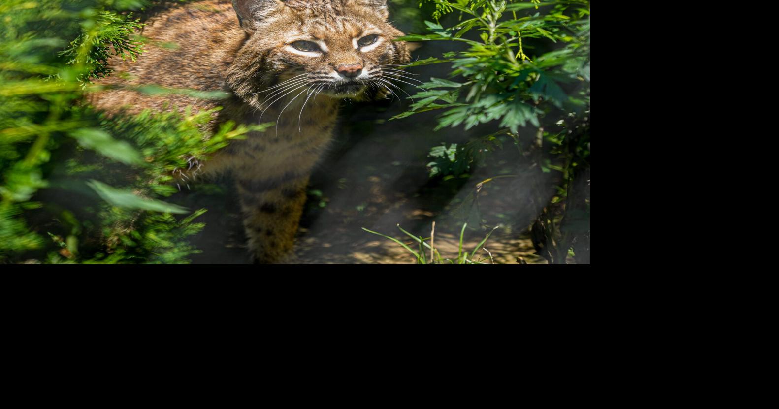 Indiana seeking public comment on proposal to permit bobcat hunting