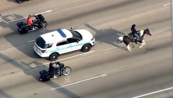 Horse gallops down Dan Ryan Expressway, leading to two arrests