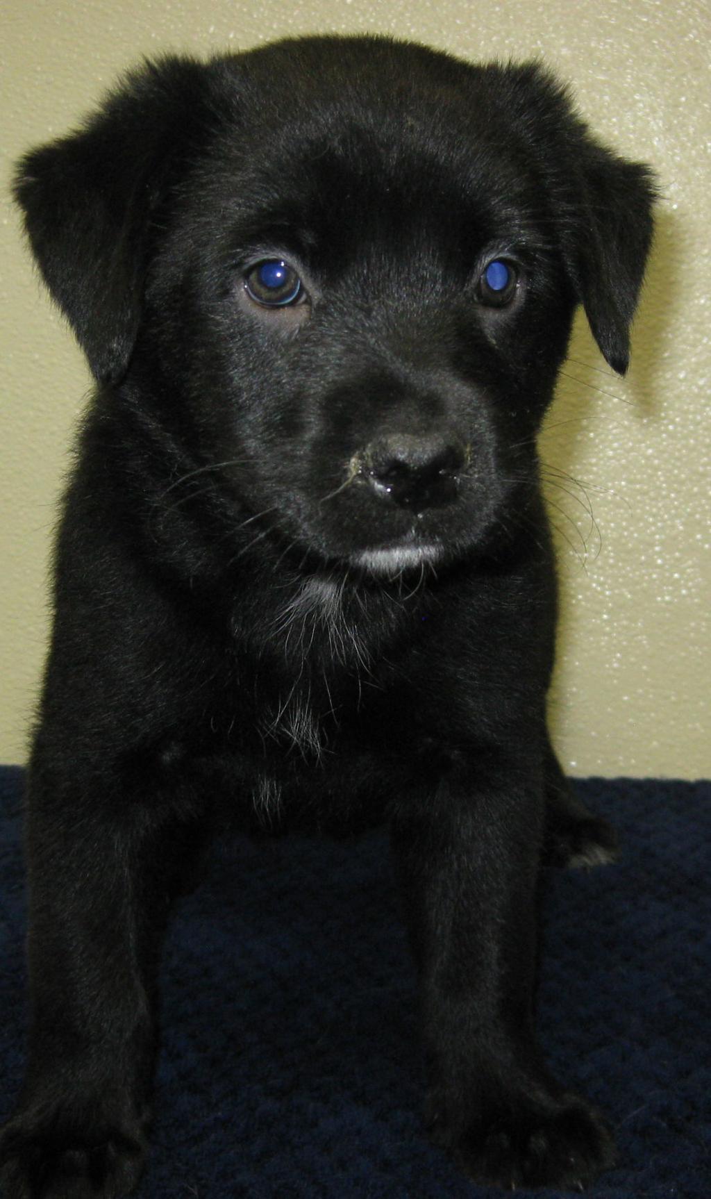 Gallery Pets Of The Week Meet Dusty Local Photo
