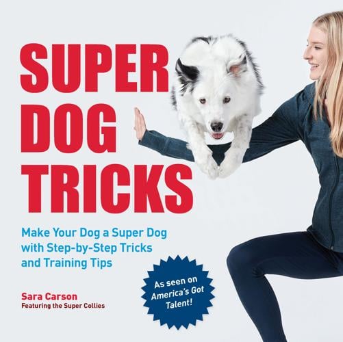 how old to teach dog tricks