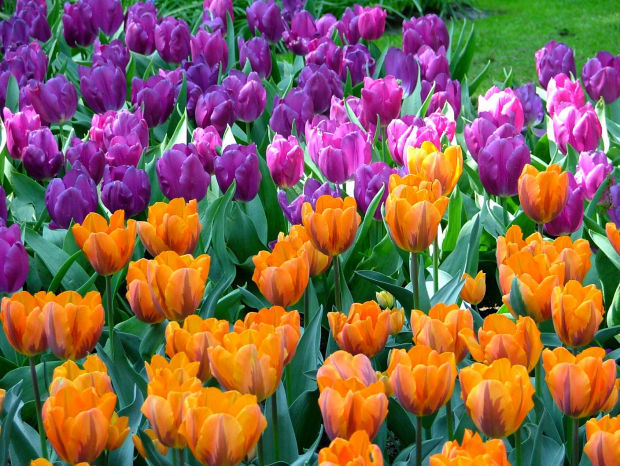 Stop and smell the tulips; Some varieties, anyway